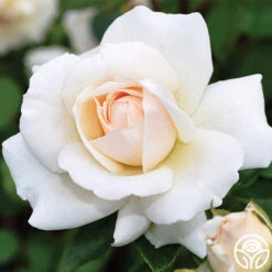 Penny Lane™ -Heirloom Roses penny lane 4 1