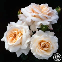 Penny Lane™ -Heirloom Roses penny lane 5