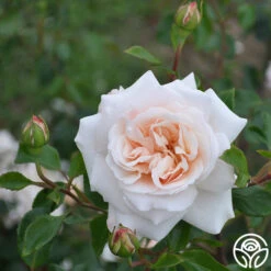 Penny Lane™ -Heirloom Roses penny lane 6