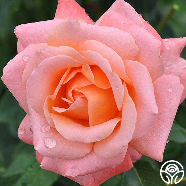 Pensioner's Voice 3 Pensioner's Voice