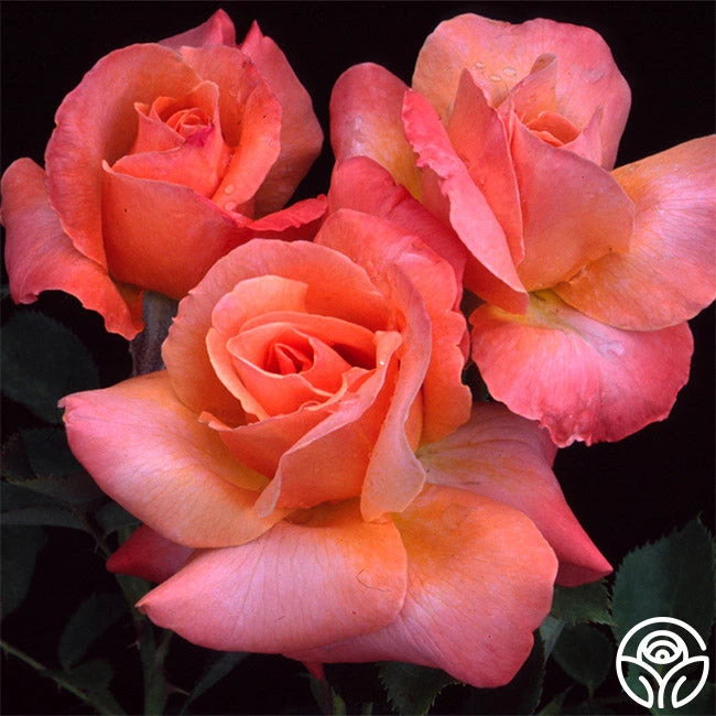 Pensioner's Voice 4 Pensioner's Voice - Image 2