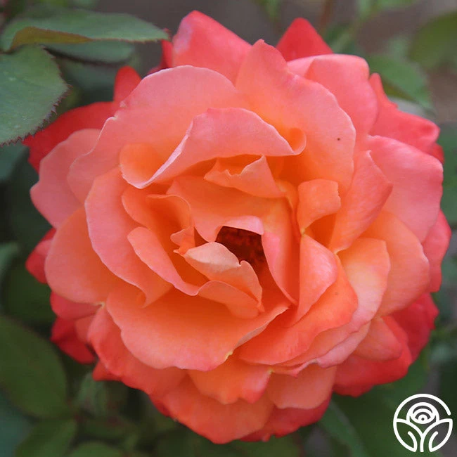 Pensioner's Voice 5 Pensioner's Voice - Image 3