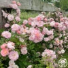 Perfume Breeze™ -Heirloom Roses perfume breeze