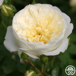 Perpetually Yours™ -Heirloom Roses perpetually yours 2 1