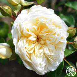 Perpetually Yours™ -Heirloom Roses perpetually yours 3 1