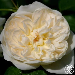Perpetually Yours™ -Heirloom Roses perpetually yours 7