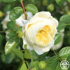 Perpetually Yours™ -Heirloom Roses perpetually yours 8