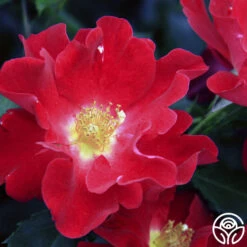 Peter Beales™ -Heirloom Roses peter beales 3 4