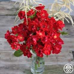 Peter Beales™ -Heirloom Roses peter beales 4