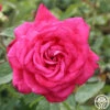 Peter Mayle™ -Heirloom Roses peter mayle 1 1