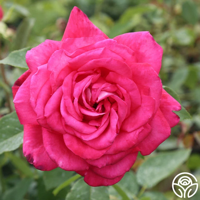 Peter Mayle™ 3 Peter Mayle™