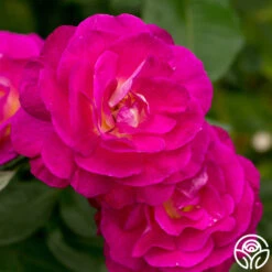 Peter Mayle™ 7 Peter Mayle™ -Heirloom Roses peter mayle 2 1