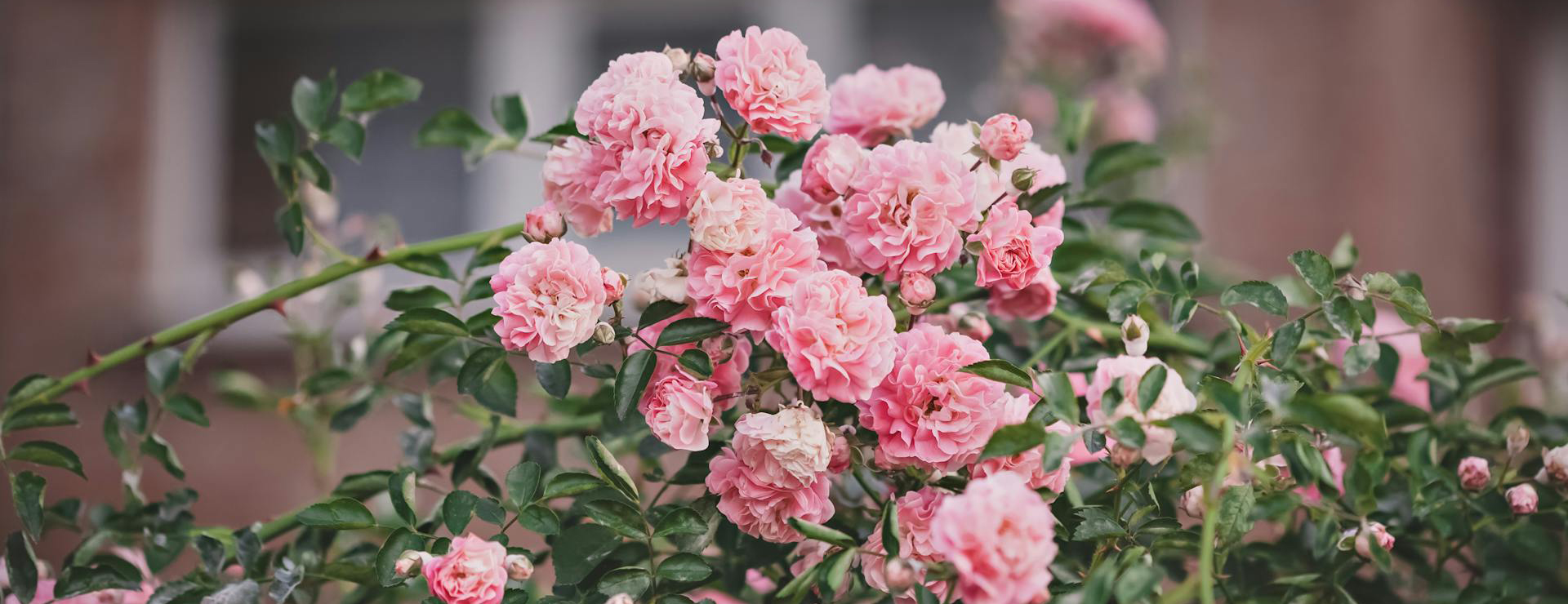 Heirloom Roses -Heirloom Roses pexels filirovska 8243945