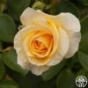 Phab Gold 2 Phab Gold -Heirloom Roses phab gold 1 4