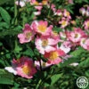 Phloxy Baby 1 Phloxy Baby -Heirloom Roses phloxy baby 2