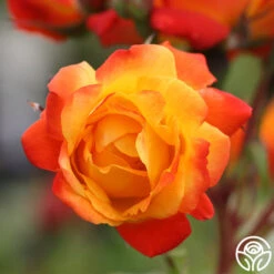 Piñata 12 Piñata -Heirloom Roses pinata 1 1