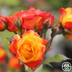 New Release -Heirloom Roses pinata 2