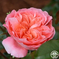 Pink Abundance™ 10 Pink Abundance™ -Heirloom Roses pink abundance logo 02