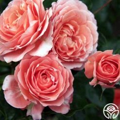 Pink Abundance™ 11 Pink Abundance™ -Heirloom Roses pink abundance logo 04