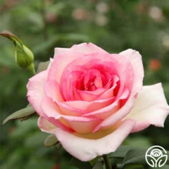 Eleganza® Pink Enchantment® 15 Eleganza® Pink Enchantment® -Heirloom Roses pink enchanment 2