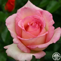 Eleganza® Pink Enchantment® 13 Eleganza® Pink Enchantment® -Heirloom Roses pink enchanment 4