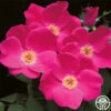 Pink Home Run -Heirloom Roses pink homerun 1