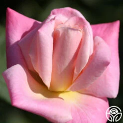 Pink Parfait 7 Pink Parfait -Heirloom Roses pink parfait 1 1