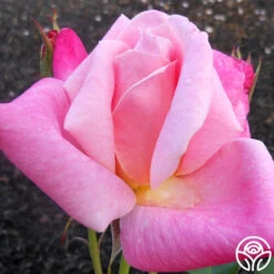 Pink Parfait 9 Pink Parfait -Heirloom Roses pink parfait 2 1 1