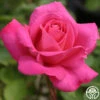 Pink Peace -Heirloom Roses pink peace 1 8