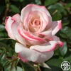 Pinkerbelle™ -Heirloom Roses pinkerbelle 1 copy