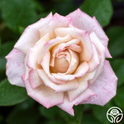 Pinkerbelle™ -Heirloom Roses pinkerbelle 3