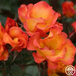 Playboy® -Heirloom Roses playboy 1 8