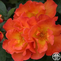 Playboy® -Heirloom Roses playboy 3 8