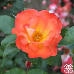 Playboy® -Heirloom Roses playboy 6 1 1