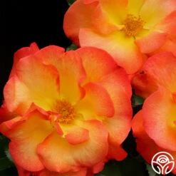 Playboy® -Heirloom Roses playboy 7 8