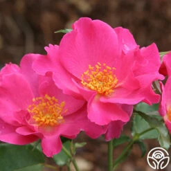 Playgirl™ 8 Playgirl™ -Heirloom Roses playgirl 1 5