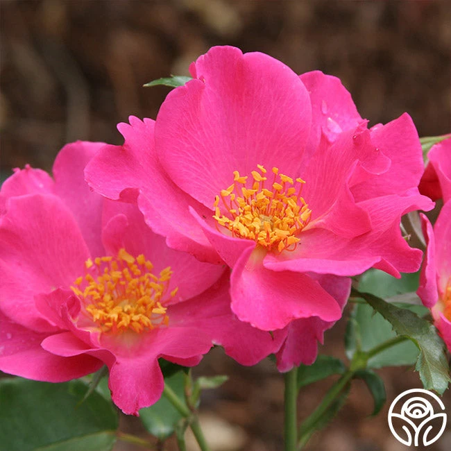 Playgirl™ 4 Playgirl™ - Image 2