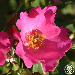 Playgirl™ 9 Playgirl™ -Heirloom Roses playgirl 3 5