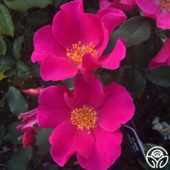 Playgirl™ 11 Playgirl™ -Heirloom Roses playgirl 5 1 1