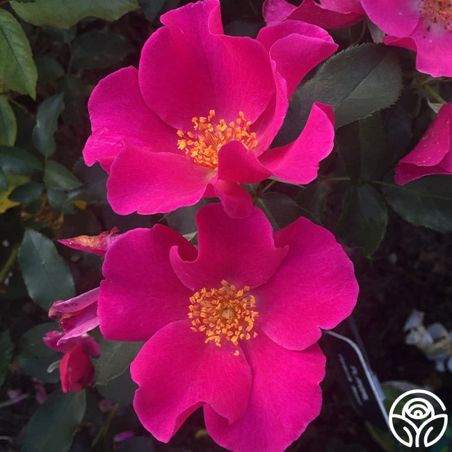 Playgirl™ 7 Playgirl™ - Image 5