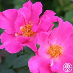 Playgirl™ 10 Playgirl™ -Heirloom Roses playgirl 6