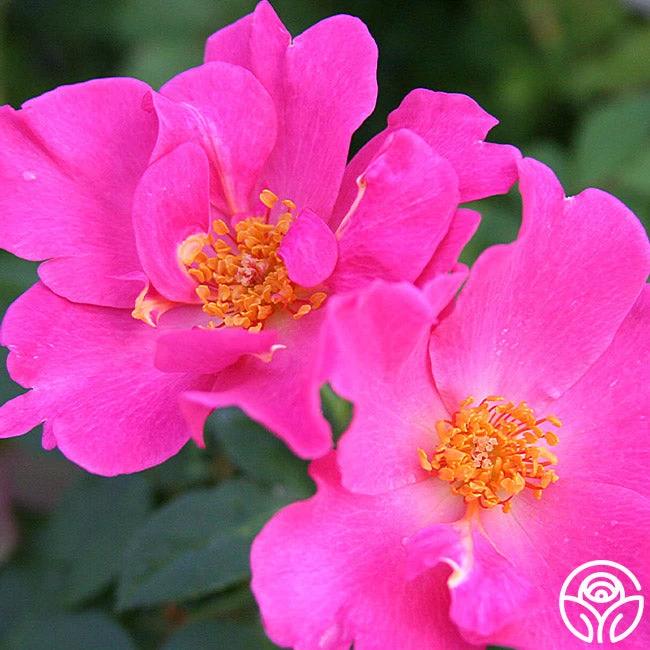 Playgirl™ 6 Playgirl™ - Image 4