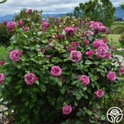 Sunbelt® Plum Perfect -Heirloom Roses plum perfect 1 1
