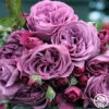Sunbelt® Plum Perfect 2 Sunbelt® Plum Perfect -Heirloom Roses plum perfect 2 1