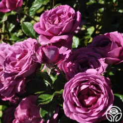 Sunbelt® Plum Perfect -Heirloom Roses plum perfect 5 1