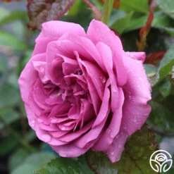 Sunbelt® Plum Perfect -Heirloom Roses plum perfect 6