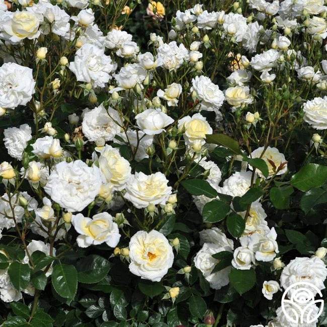 Sunbelt® Polar Express 4 Sunbelt® Polar Express - Image 2