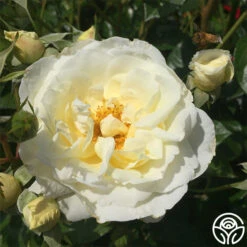 Sunbelt® Polar Express 9 Sunbelt® Polar Express -Heirloom Roses polar express 3 3