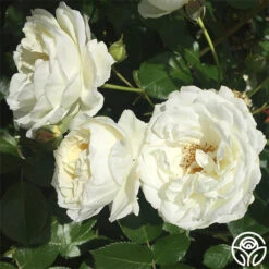 Sunbelt® Polar Express 10 Sunbelt® Polar Express -Heirloom Roses polar express 4 1 1