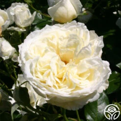 Sunbelt® Polar Express 11 Sunbelt® Polar Express -Heirloom Roses polar express 6
